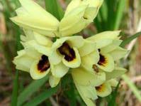 Image result for Xysmalobium holubii