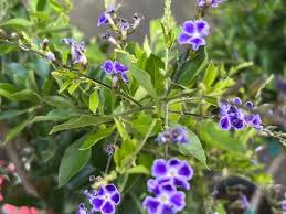 Image result for Duranta erecta