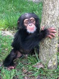 Detroit Zoo Helps Baby Chimpanzee Get Adopted By Another Chimp After His Mother Falls Ill Baby Chimpanzee Detroit Zoo Cute Baby Monkey