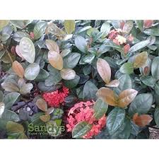 Image result for Ixora hartiana
