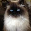 Health considerations for flat faced cats. 3