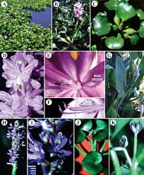 Image result for Commelinaceae