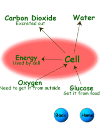 Check spelling or type a new query. Cellular Respiration Create Webquest