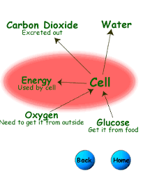 Aug 15, 2018 · cellular respiration has 4 distinct processes, which drive the creation of atp. Cellular Respiration Create Webquest