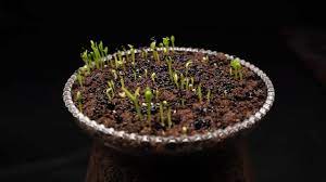 Plant six seeds per hill, 1/2 to 1 inch deep. How To Grow Dragon Fruit From Seeds Time Lapse Youtube