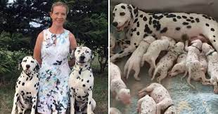 Pregnant Dalmatian Online Shopping