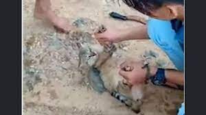 Check spelling or type a new query. Detik Detik Kucing Hamil Nyaris Disembelih Dilempar Ke Sungai Viral Di Fb Videonya Banjir Kecaman Surya