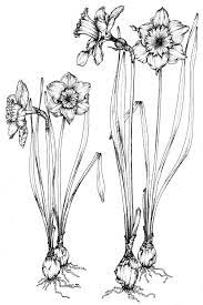 Daffodil Narcissus Pseudo Narcissus Socrates Called This Plant The Chaplet Of The Infernal Gods Because Daffodil Tattoo Flower Drawing Botanical Drawings
