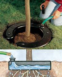 The best way to determine when trees need water is to check the soil. Clever Self Watering Systems Garden Supplies Garden Plants