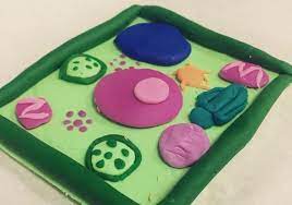 Easy plant cell model with clay. 20 Plant Cell Model Ideas Your Students Find Them Interesting Plant Cell Model Edible Cell Project Plant Cell Project