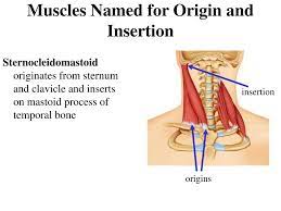 Last but not least, depending on what parts of the skeleton are being stabilized, the muscle can use its insertion as an origin and act on the origin as if it was an insertion. Ppt A P The Muscular System Physiology Naming Physics Chapter 6 Powerpoint Presentation Id 1465957