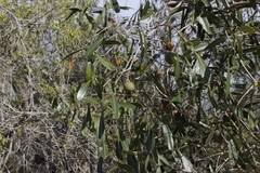 Image result for Boscia matabelensis