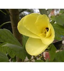 Image result for Bauhinia tomentosa