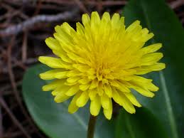 Check spelling or type a new query. Taraxacum Wikipedia