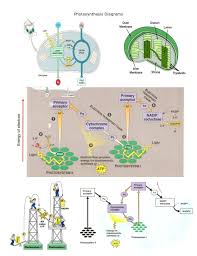 Photosynthesis And Cellular Respiration Worksheet Google Search Photosynthesis Photosynthesis And Cellular Respiration Free Energy