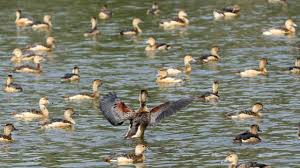 Image result for à¦ªà¦°à¦¿à¦¯à¦¾à¦¯à¦¼à§ à¦ªà¦¾à¦à¦¿à¦° à¦à¦¬à¦¿