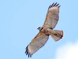 Check spelling or type a new query. Red Shouldered Hawk Ebird