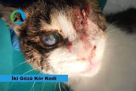 Gozleri Kor Kedi Dost Dernegi