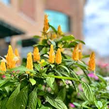 Image result for Pachystachys