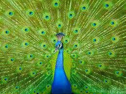 Green Peacock Yesil Tavuz Kusu Yesil Zumrut Yuzuk Fotograf