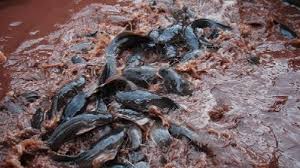 Hobi ternak ikan keli, boleh menjadi satu income sampingan. Lokasi Budidaya Ikan Keli Yang Bagus Dan Strategi Untuk Pemula