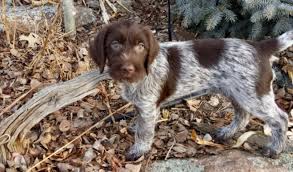 Gregarious, enthusiastic and athletic, the intelligent wirehaired pointing griffon, grabs the gold as a hunting dog. Wirehaired Pointing Griffon Puppies Pups For Sale At Grandview Griffons