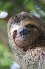 15 Adorable Sloths Here To Remind You To Slow Down And Enjoy Life Funny Animal Faces Cute Baby Sloths Cute Sloth Pictures
