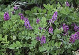 Image result for Hedysarum