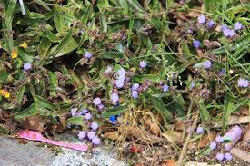 Image result for Cyanotis lanata