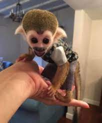 Explore a wide range of the best monkey pet on aliexpress to find one that suits you! Squirrel Monkey For Sale Online Buy Squirrel Monkey Online