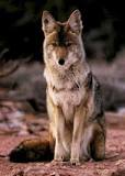 Deter Coyotes & Protect Pets | Deerfield, IL