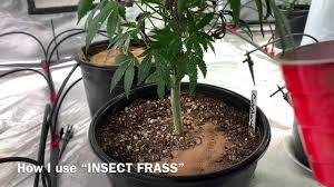 They are very tasty, with a slightly nutty flavor and a pleasant texture. Insect Frass Youtube