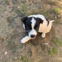 Lancaster puppies offers border collies for sale. Dogs For Sale In Pakistan Collie For Sale In Pakistan Animals Pets For Sale In Pakistan