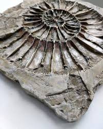 Fossil Amonite Wall Decor Embossing Etsy In 2020 Fossil Ammonite Starfish Wall Decor