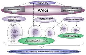 Vendor profile shall be 100% completed in order to proceed with submission. Involvement Of Rac Cdc42 Pak Pathway In Cytoskeletal Rearrangements Download Scientific Diagram