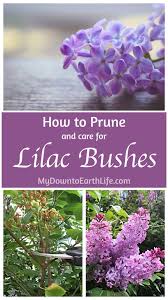 Choose the lilac you wish to propagate. How To Prune And Care For Lilac Bushes My Down To Earth Life