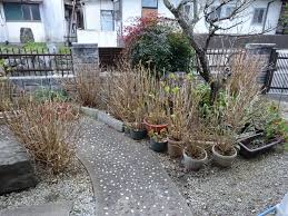 冬の庭 事務局長のブログ