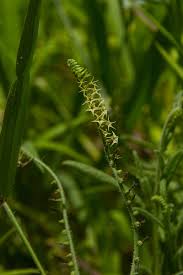 Image result for Heliotropium zeylanicum