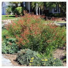 Image result for Scleria laxiflora
