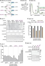 Georgian transliteration and virtual keyboard. Dap5 Enables Translation Re Initiation On Structured Messenger Rnas Biorxiv