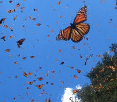 More images for how to pronounce monarch butterfly » Butterfly Facts Learn About Our Great Pollinators Weiler Woods For Wildlife