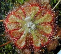 Image result for Drosera dielsiana