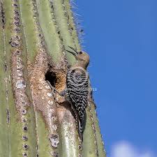 Cactus wrens have a large head, long tail, and overall bulky build. Cactus Wren And Saguaro Nest Wildlife Reference Photos For Artists