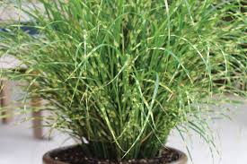 Planting ornamental grasses in the fall can be done, but it will require some additional work to keep the perennial plants happy throughout the winter. New Sterile Ornamental Grasses One Solution To Grass Invasion Greenhouse Grower