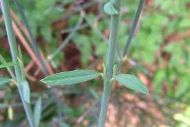 Image result for Aptosimum junceum