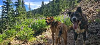 best trails for dogs in flagstaff