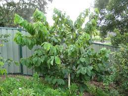 We did not find results for: Cherimoya Perrys Fruit Nut Nursery