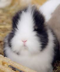 Ridd Cutest Paw Rabbit Pictures Animal Parade Cute Animal Pictures