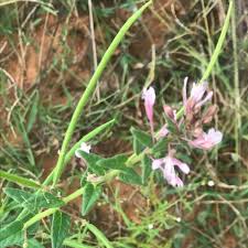 Image result for Cleome monophylla
