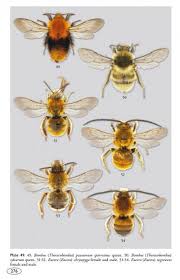 Image result for Bombus pascuorum sparreanus